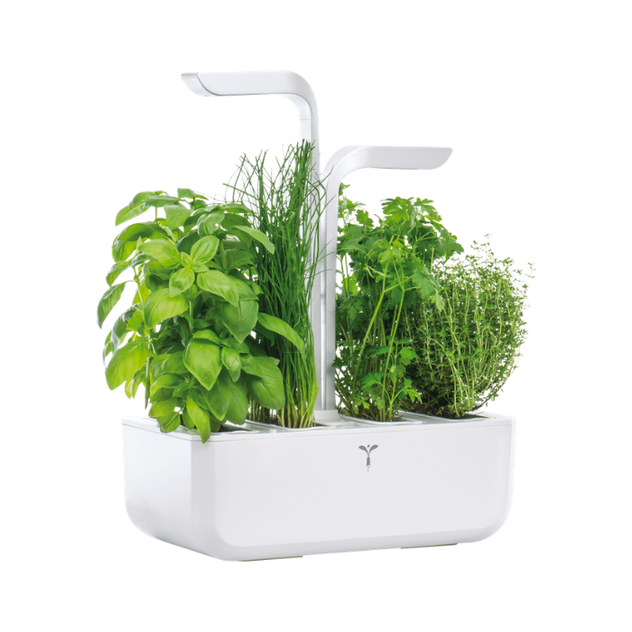 ORTI VERITABLE ®