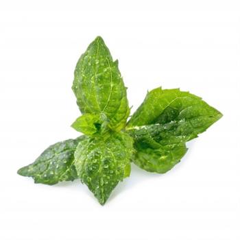 VERITABLE LINGOTTO - MENTA
