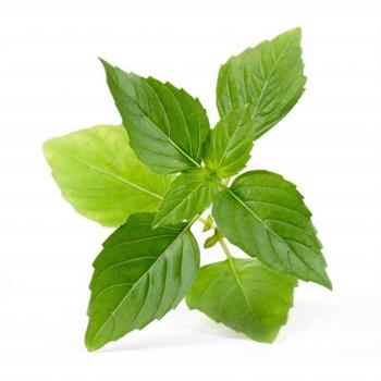 VERITABLE LINGOTTO - BASILICO THAILANDESE BIO