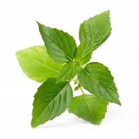 VERITABLE LINGOTTO - BASILICO THAILANDESE BIO